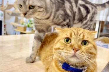 クロのお尻はいい香りがするのん #猫 #マンチカン