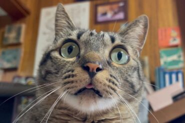 ものすごい雷と犬と猫達　Thunder was rumbling so hard