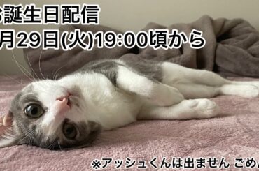 【第6回生配信】お誕生日配信【佐々木琴子】