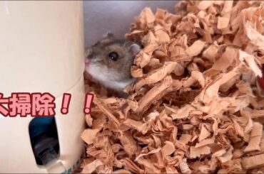 【ハムスター】大掃除の後は大興奮のジャンガリアンハムスター【4K】Djungarian hamster excited after cleaning
