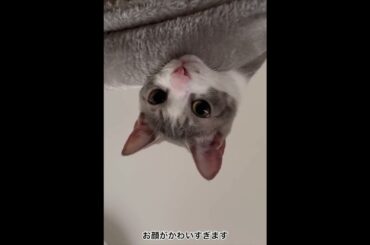 下からアッシュくん