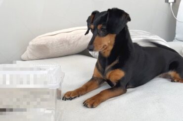 第二の推しを見つけた犬の反応がコチラw