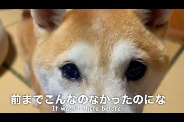 ももの目の異変が気になり病院へ　Something strange in Momo's eye