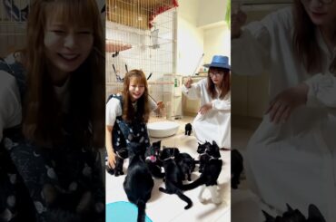 何匹の猫が出てくるでしょうか？🐈🐈🐈 #ねこ #ペット #動物