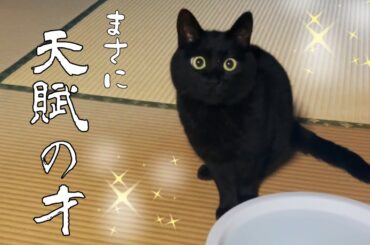 持ってる猫にくじを引いてもらった結果がヤバすぎる The cat drawing the lottery