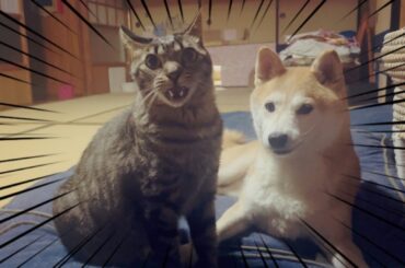 忙しそうな猫たち　Cats that look busy