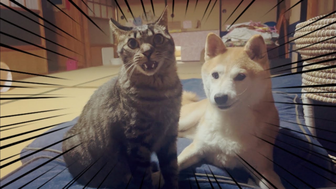 忙しそうな猫たち Cats that look busy 忙しそうな猫たち Cats that look busy