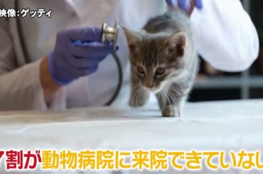 【先出し】ペット×クラウド　迷子犬の保護や猫の痛み察知（クラウドダンディ収録前）