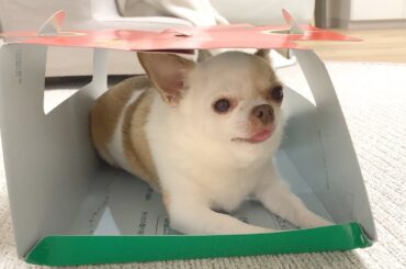 ゴキブリホイホイにかかった犬はこうなります