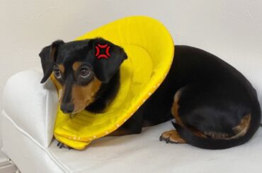 エリザベスカラーが好きすぎて愛犬が凶暴化してしまいました