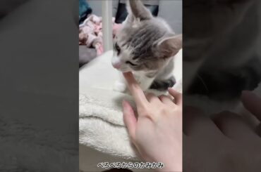 アッシュくんとの生活 2日目