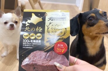 初めてエゾシカを食べた犬の反応がコチラ
