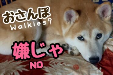 散歩嫌いな柴犬を朝日の綺麗な港へ連れて行ってみた　I took my dog, who hates walks, to a nice port