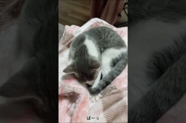 アッシュくんとの生活 3日目