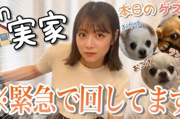【念願】あるものを購入したので妹に動画回してもらってみました🐕🌼✨