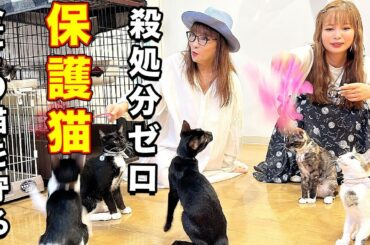 新しい家族をお迎えします！全ての猫が幸せになって欲しい！