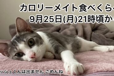 【第8回生配信】カロリーメイト食べくらべ【佐々木琴子】