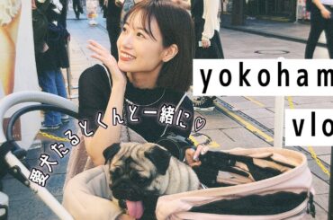 愛犬たるとくんと一緒に♡【横浜VLOG】
