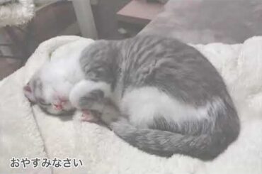 アッシュくんとの生活 3日目 PART2