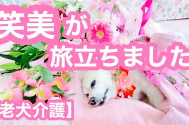笑美が旅立ちました【老犬介護No.104】