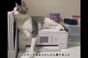 プリンターの上のアッシュくん