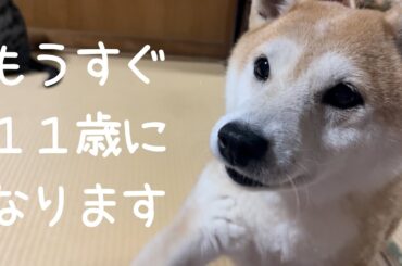 柴犬もも１０歳最後の夜　Momo's last night at age 10