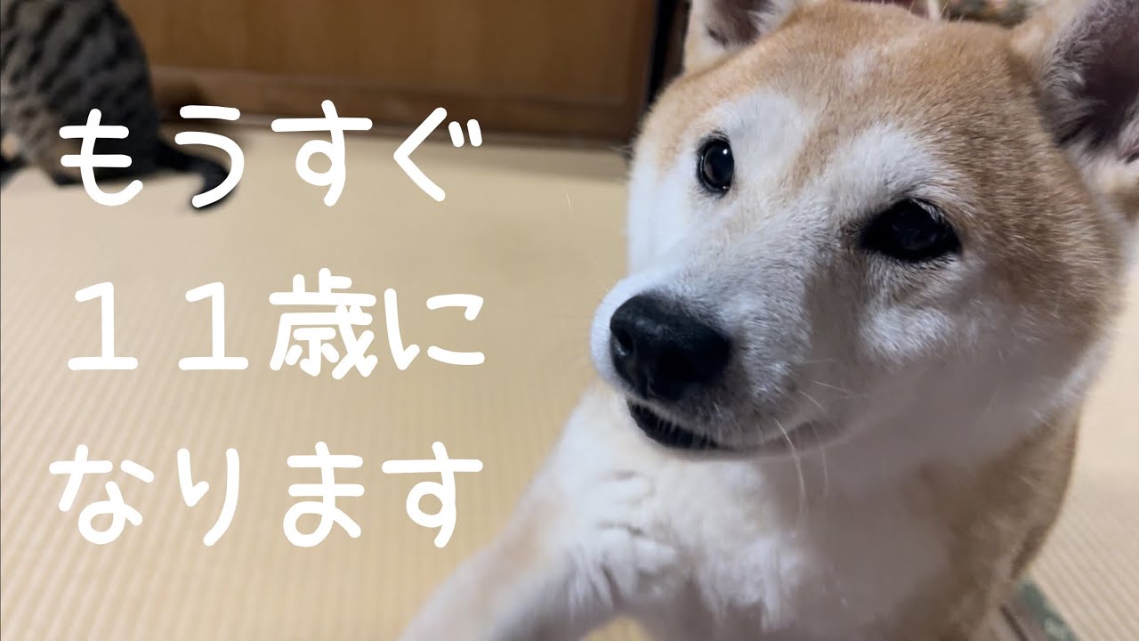 柴犬もも10歳最後の夜 Momo’s last night at age 10 柴犬もも10歳最後の夜 Momo's last night at age 10