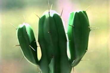 インテル サボテン篇 [15秒]