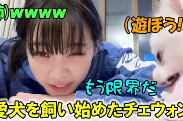 実家で疲れるほど愛犬のシロと遊びまくり姉ちゃんにもイジられるチェウォンの日常が可愛い