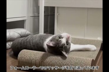 爪とぎアッシュくん