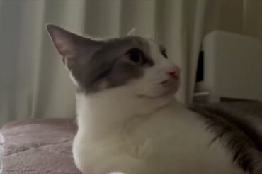 お昼寝前のアッシュ