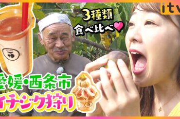 【秋の味覚】イチジク狩りで3種類を食べ比べ！映えスイーツも登場