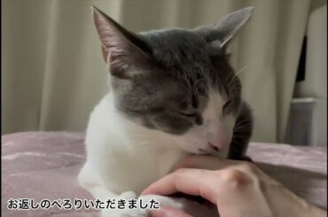 アッシュくんの入眠