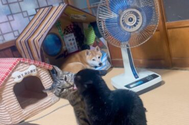 とある日のもも　One day with Momo