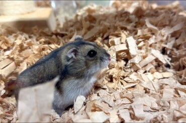 【ハムスター】ごはん置き場に居座るジャンガリアンハムスター【4K】Djungarian hamster sitting in the food storage area
