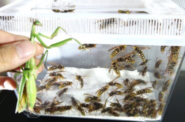 大量のスズメバチの中にカマキリを放り込んだら凄いことになった