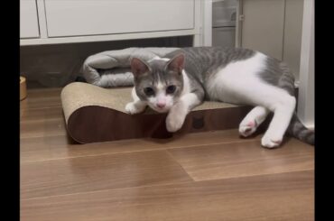 定点でアッシュくんを見守る