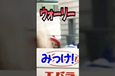 天気予報に映り込む！ズムサタ　9/17②　#Shorts