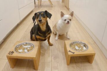 念願のお魚によだれが止まらない犬