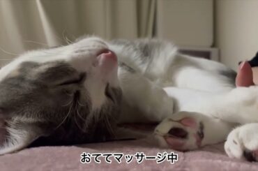 ぺたーアッシュくん