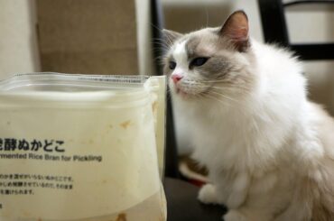 生まれて初めてぬか漬けを見たラグドールの反応は普通すぎたが、無印良品『発酵ぬかどこ』で作った自家製ぬか漬けの味は最高だった…