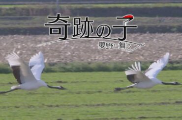 読み手は上白石萌音さん「動物と土地を分け合うとは…」タンチョウ再訪まで7年の軌跡を映画に　来年公開へ