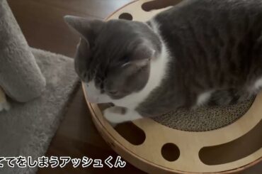 おててをしまうアッシュくん