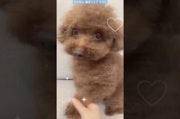 日向坂46 濱岸ひより るのん♪らぶ♪ FANTASY シティポップ City Pop