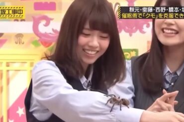 【乃木坂工事中】タランチュラと戯れるアイドル（おもしろ＆名場面集）