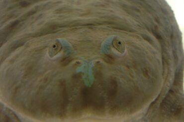 【DBD】今休みマン#初見歓迎#本田翼大歓迎#クリーンな配信者#顔出しVtuber