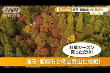秋の低山登山　東郷公園で歴史探訪＆神社仏閣巡り　見頃の紅葉も！【あらいーな】(2023年11月21日)