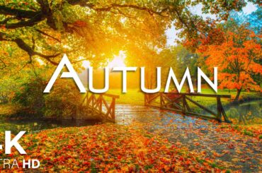 Enchanting Autumn Forests with Beautiful Piano Music🍁4K Autumn Ambience & Fall Foliage