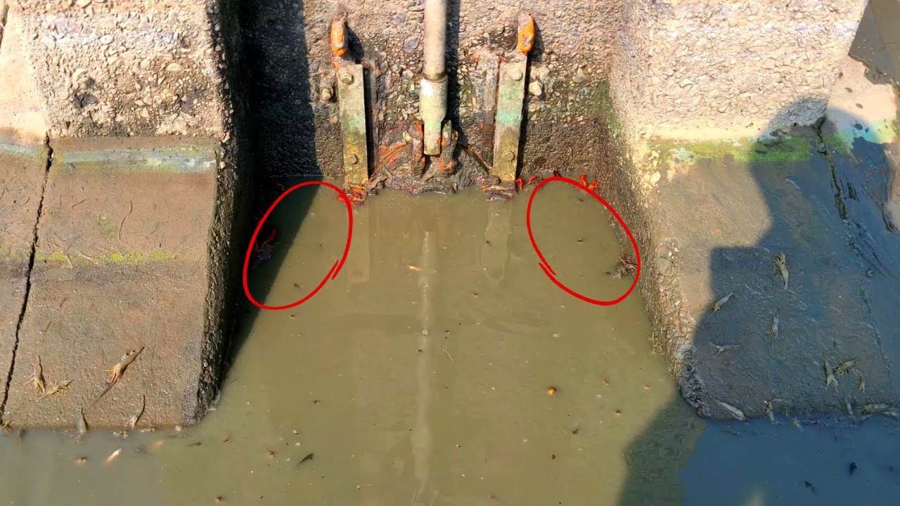 池の水全部抜いたら水門の隅から逃げそびれた巨大生物が…!?【池干し、かいぼり】 池の水全部抜いたら水門の隅から逃げそびれた巨大生物が…!?【池干し、かいぼり】