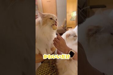 猫カフェに住みたい【＃ゆずてん】＃猫カフェ